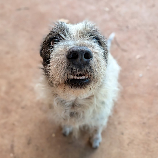 Photo of Scamp