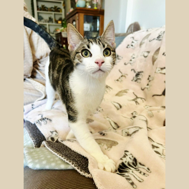 Photo of Tink