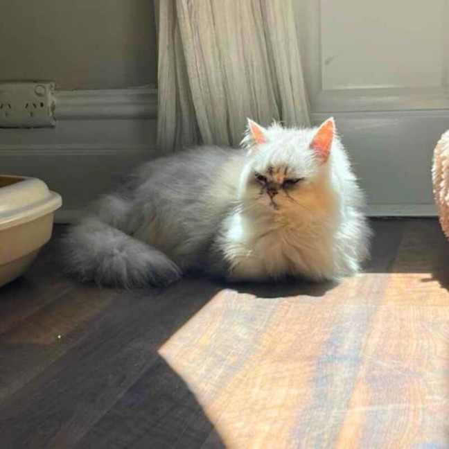 Photo of 🎀Priscilla🎀