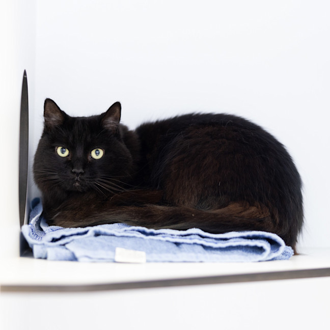 Photo of Twinkie