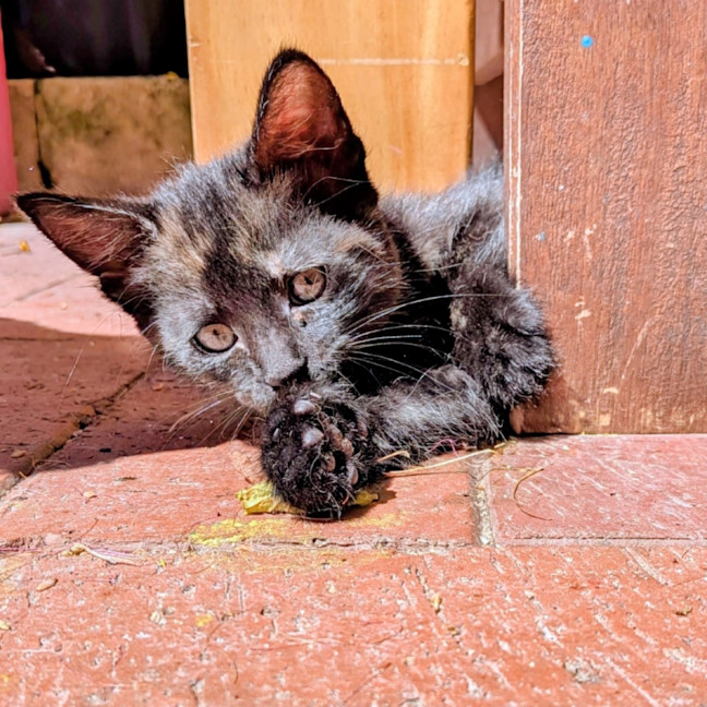Photo of Fable