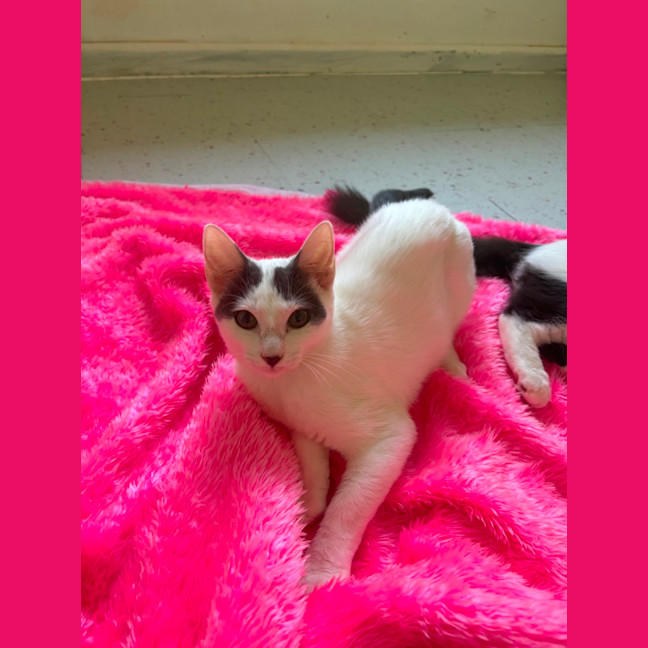 Photo of Pearline 