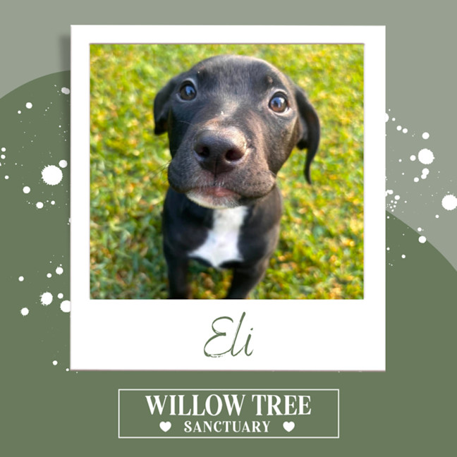 Photo of Eli