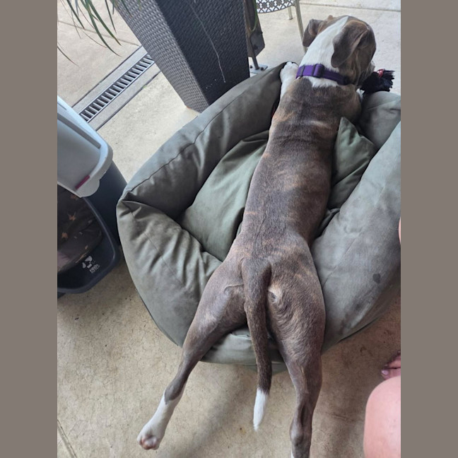 Photo of Remi   10 Month Old Staffy X Bulldog