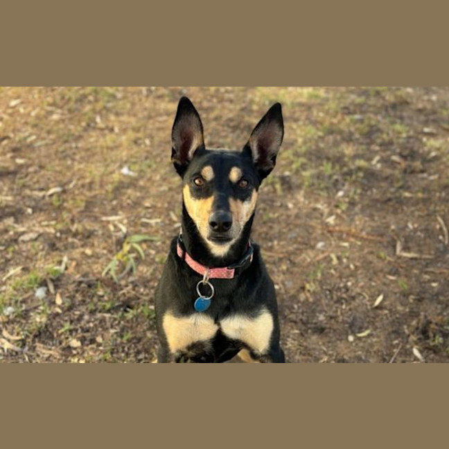 Photo of Bruno
