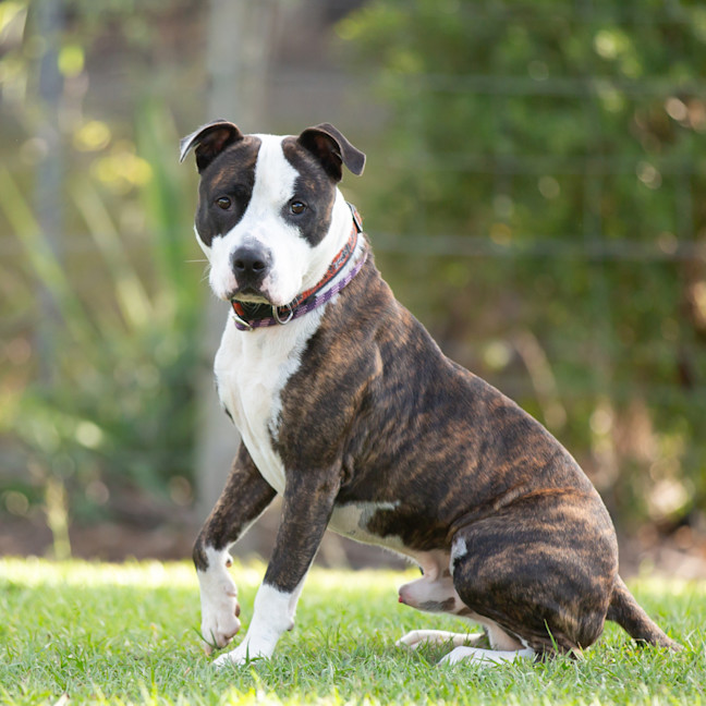 Photo of Yogi