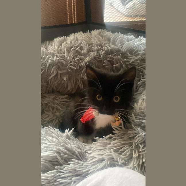 Photo of Kuro
