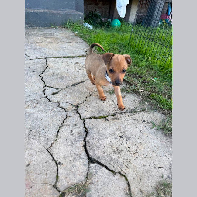 Photo of Mini