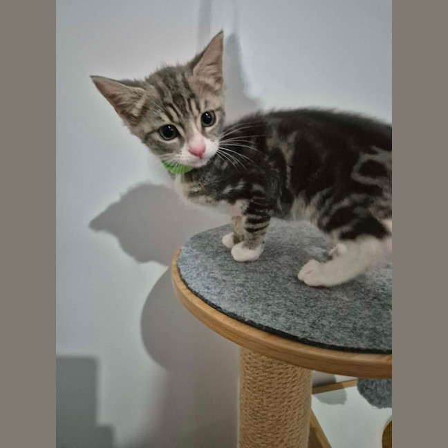 Photo of Pudding Pop