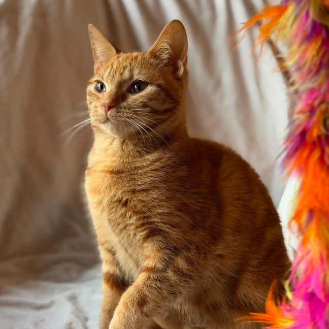 Photo of Boris   In Foster Care In Templestowe