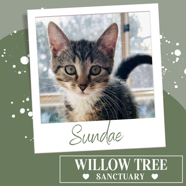 Photo of Sundae