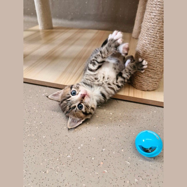 Photo of C1336 Batman