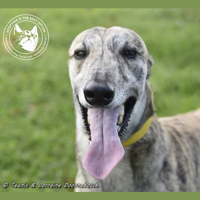 Photo of Tiger Racing Name Nyngan Tiger