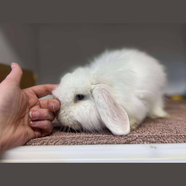 Photo of Chip