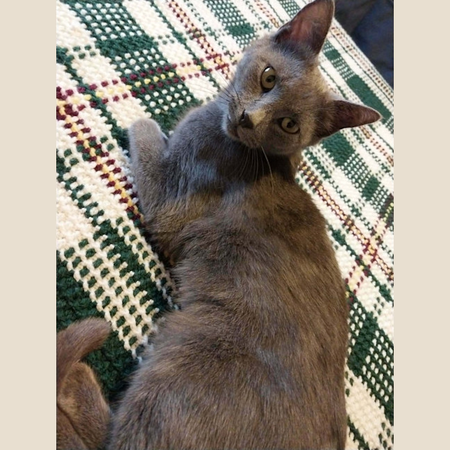 Photo of Puss Puss   1 Year Old Russian Blue