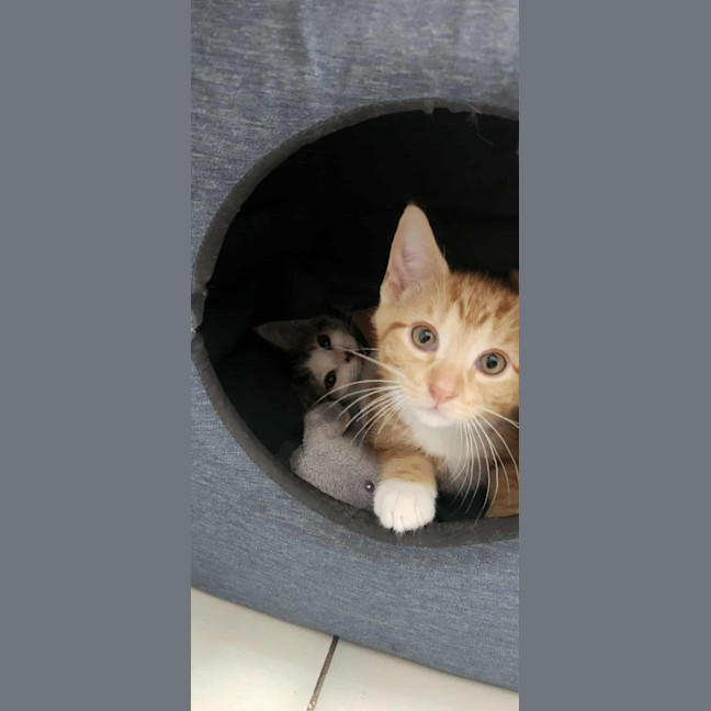 Photo of Katniss & Parsnip