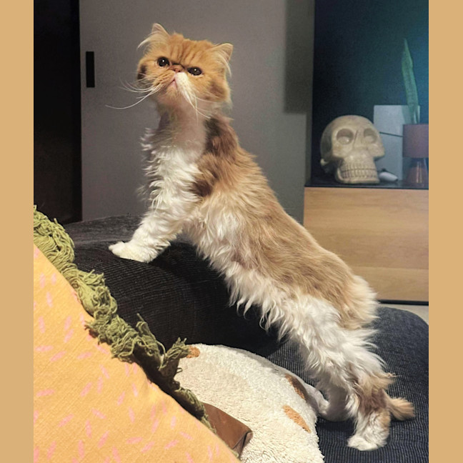 Photo of 😽Linus😽