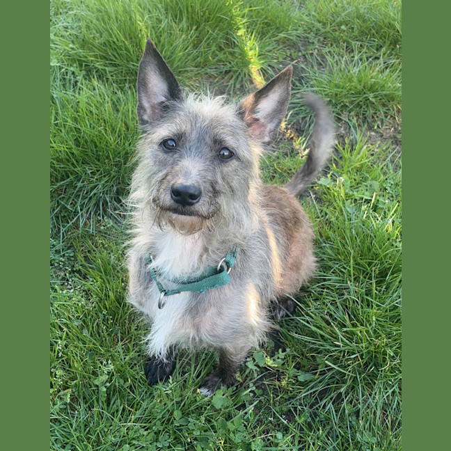 Photo of Dozer
