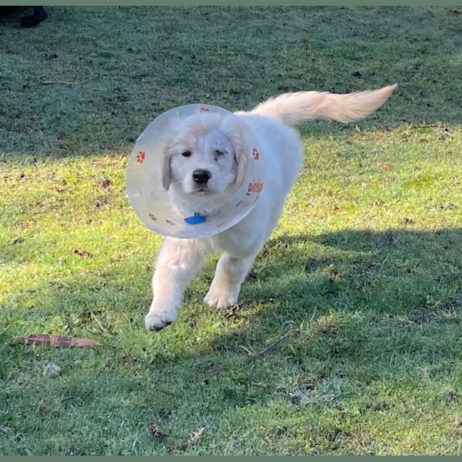 Photo of Willow