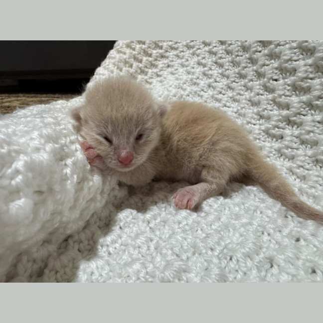 Photo of Rudolph 🦌