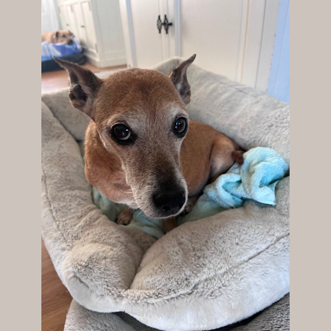 Photo of Chester & Mia 