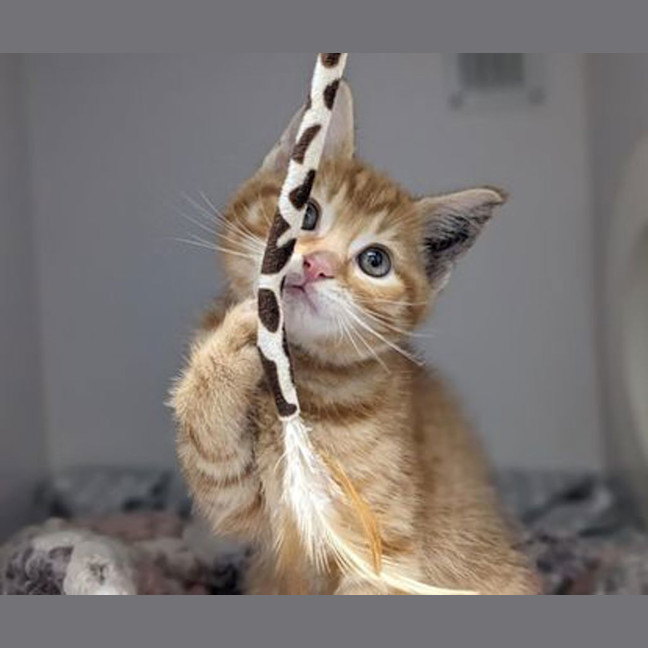 Photo of Spaghetti
