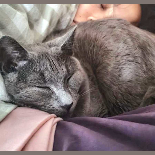 Photo of Taro