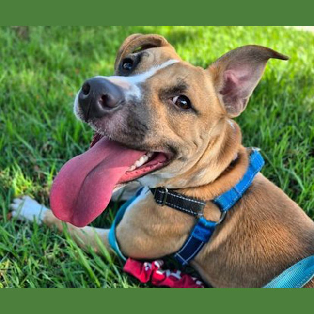 Photo of Tyke