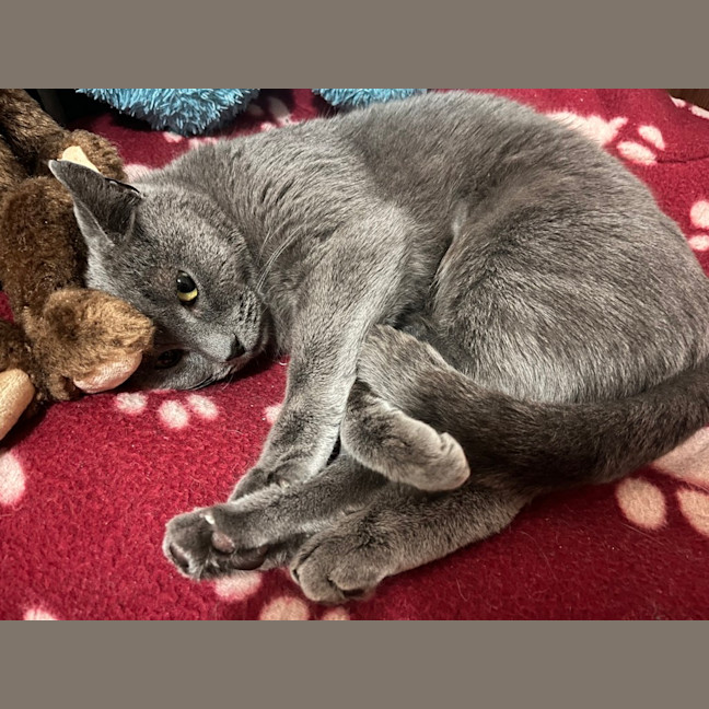 Photo of Button