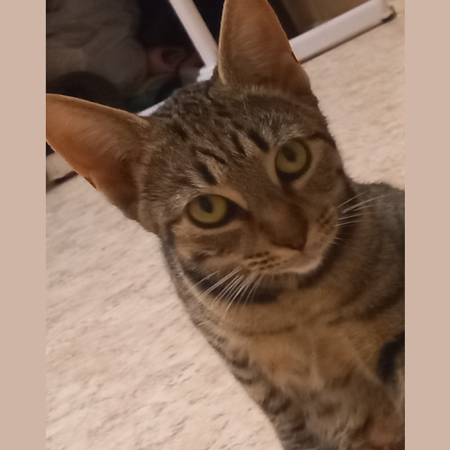 Photo of Tilly