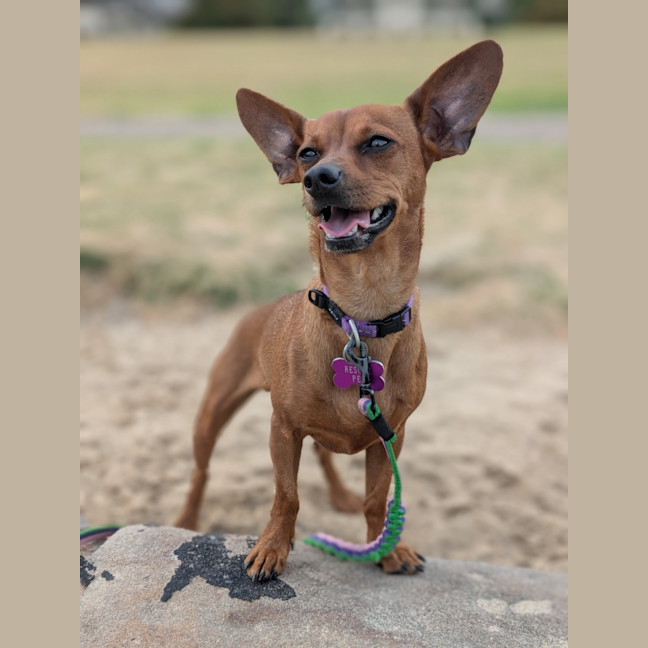 Photo of Momo