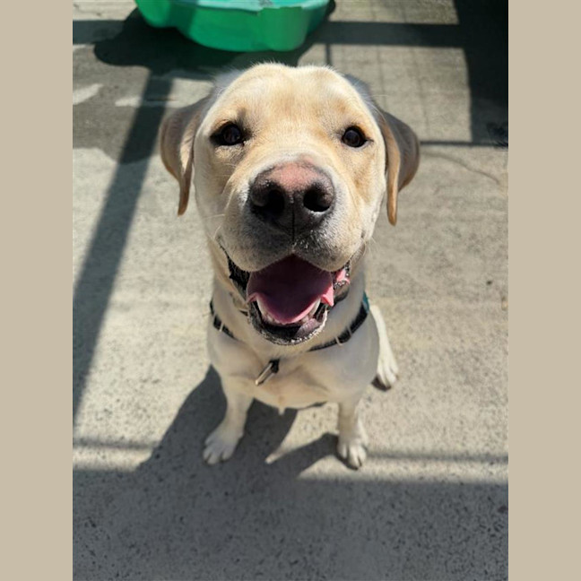 Photo of Buck