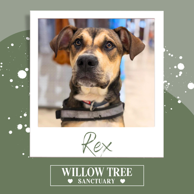 Photo of Rex