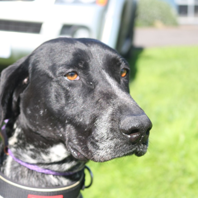 Photo of Clover