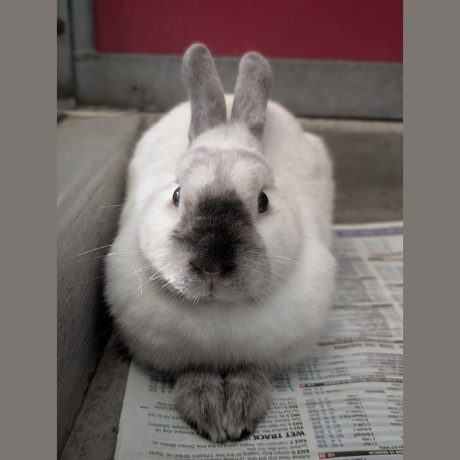 Photo of Muffin 