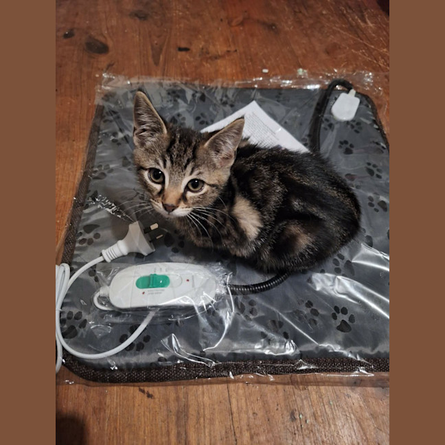 Photo of Willow