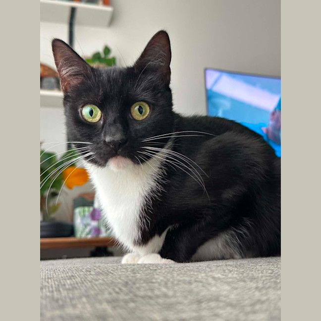 Photo of Poppy**2nd Chance Cat Rescue**