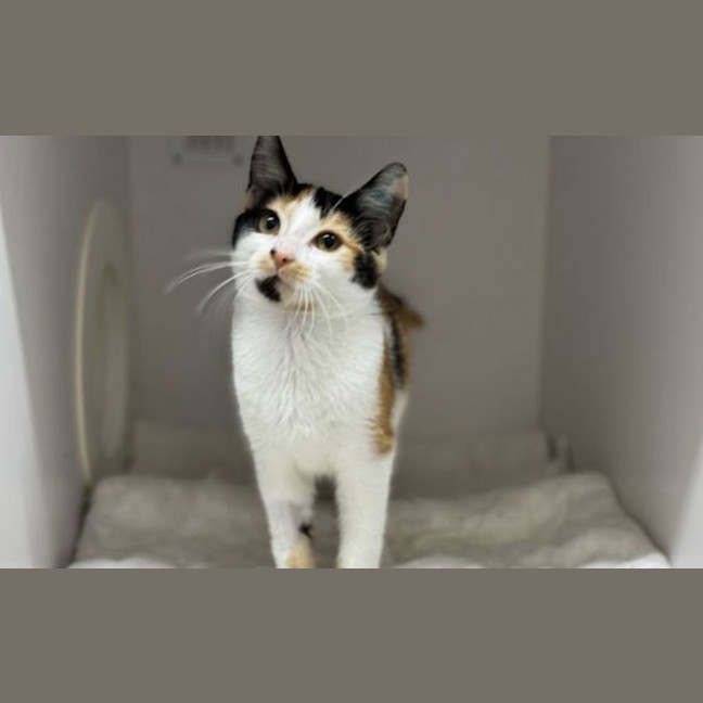 Photo of Nala 