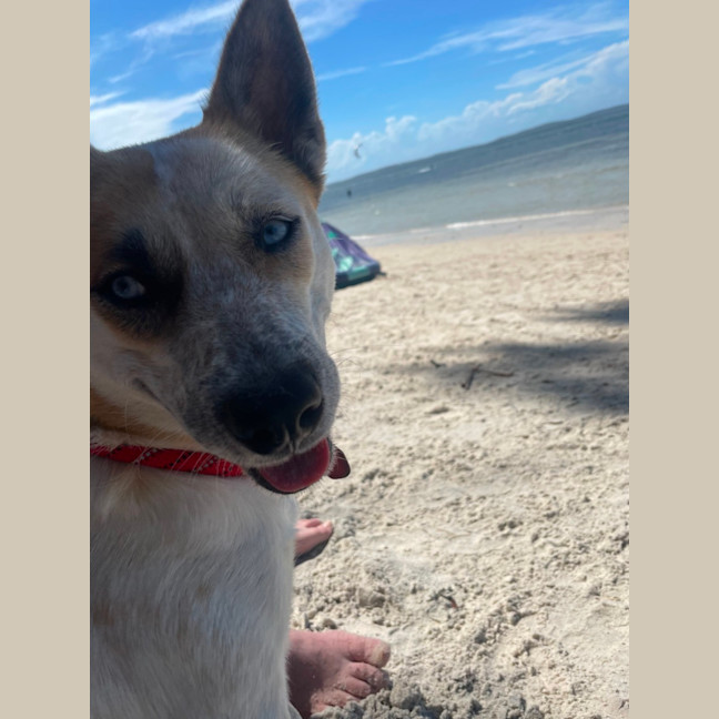 Photo of Roxy   1.5 Year Old Cattle Dog X Husky (Trial)