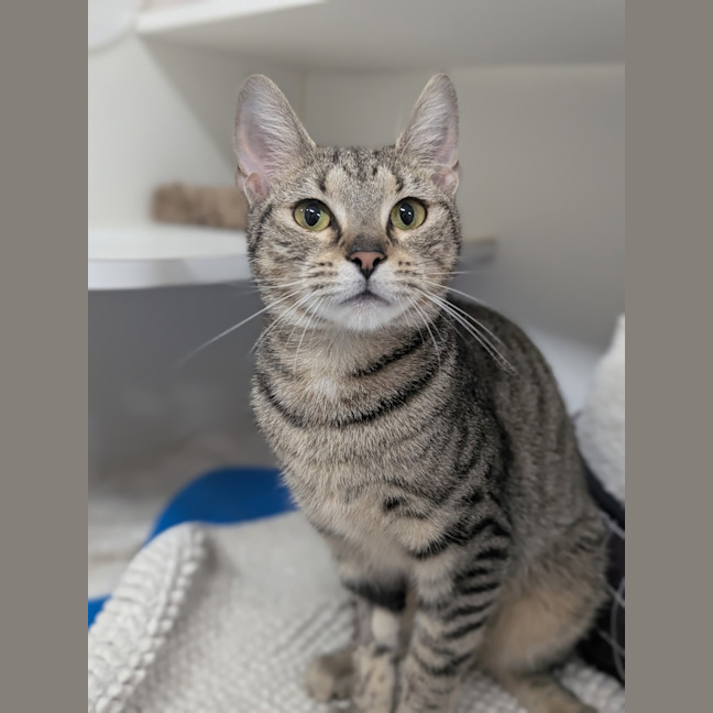 Photo of Vesper
