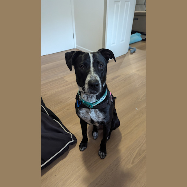 Photo of Frankie