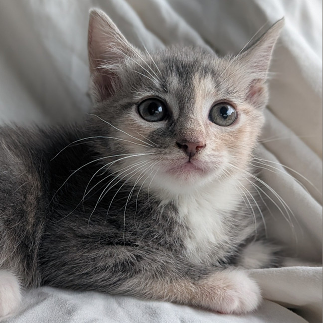 Photo of Meringue
