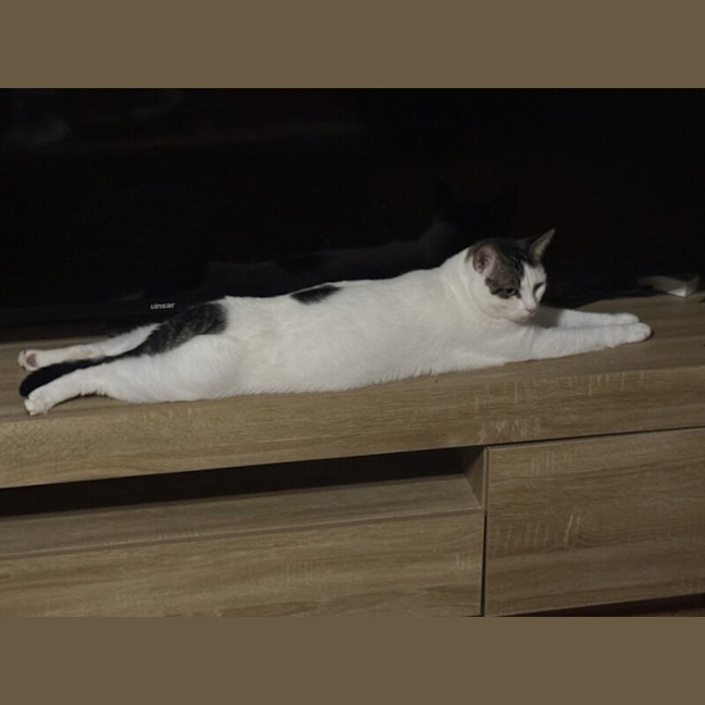 Photo of Mouse