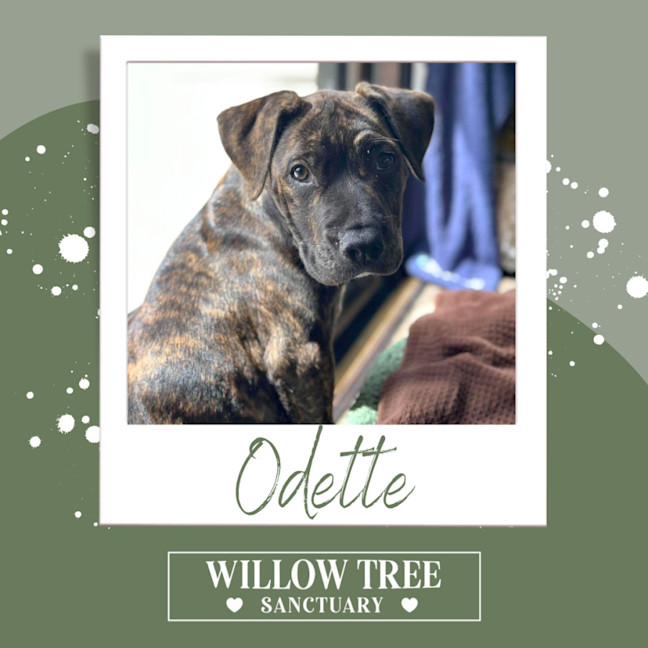 Photo of Odette