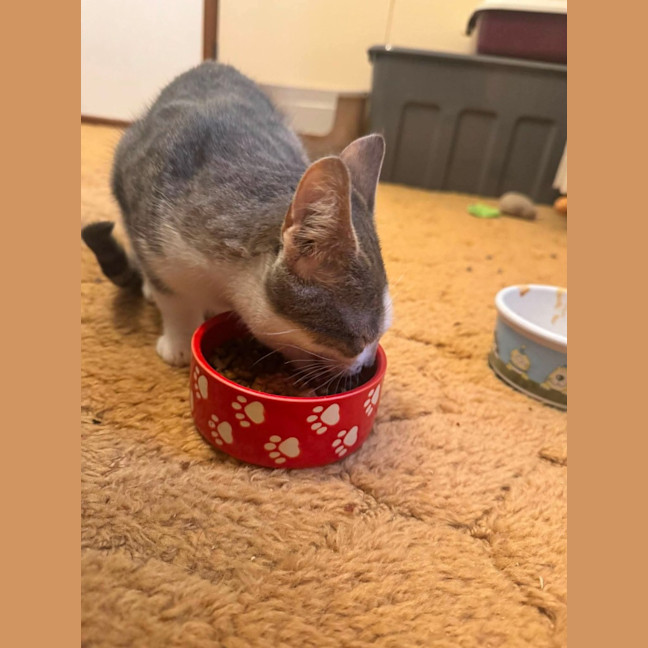 Photo of Smudge
