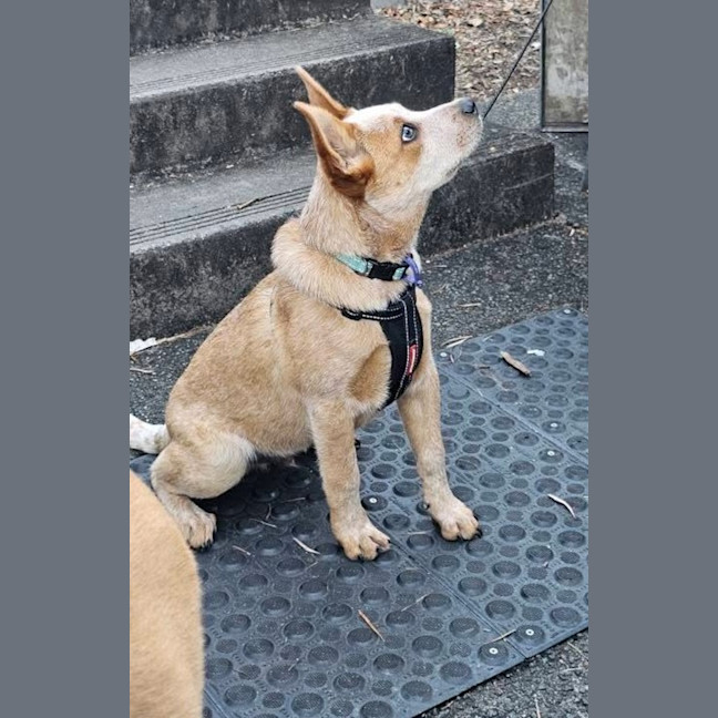 Photo of Echo