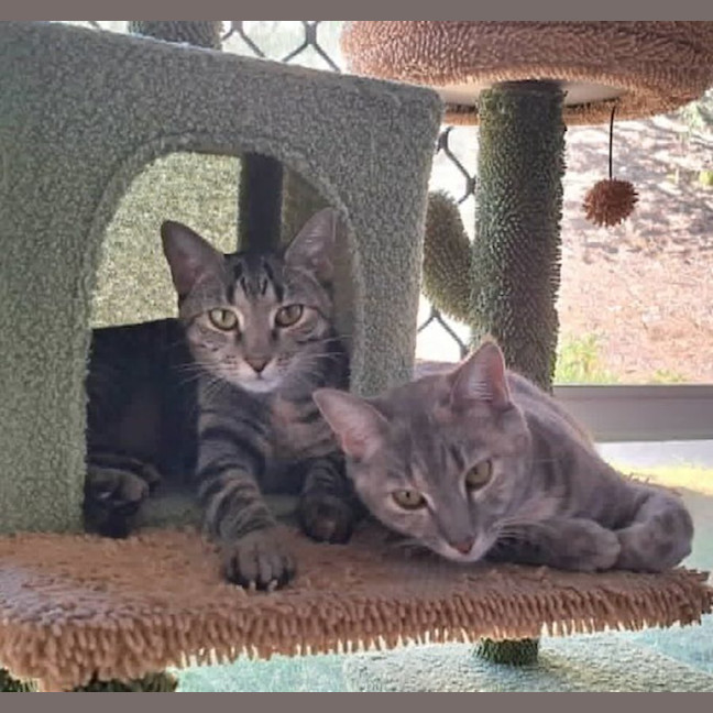 Photo of Maggie And Polly