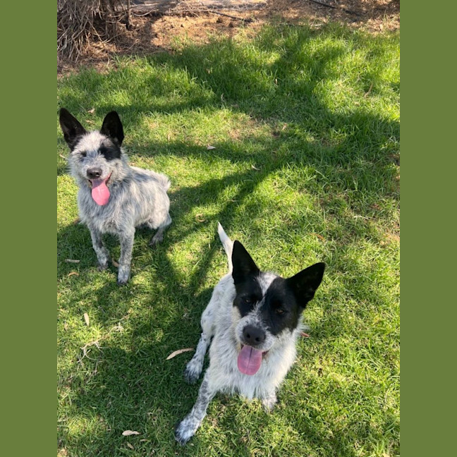 Photo of Benji And Stitch