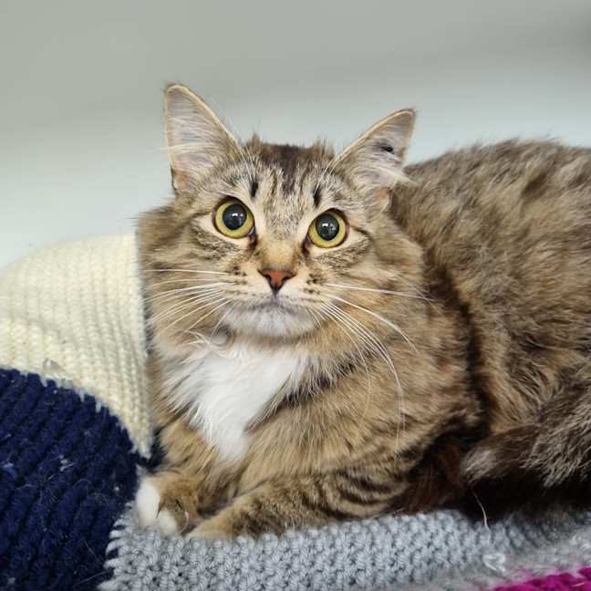 Photo of Cookie