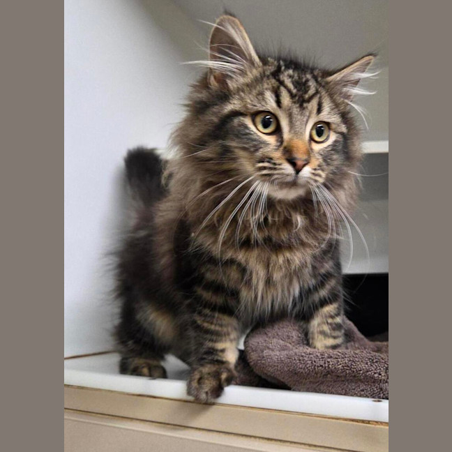 Photo of Bongo